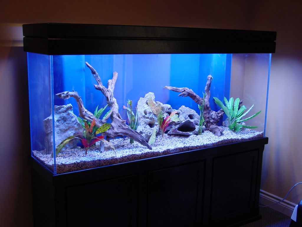 https://aquariumcares.wordpress.com/wp-content/uploads/2012/03/fresh03.jpg